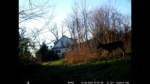 Deer Cam 12-08-2024