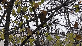 Cardinals prefer black seeds