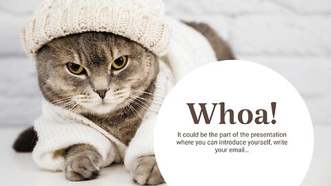 Funny Cats Videos - Cute Cat Compilation |OMGVSo Cute and Funny Cat