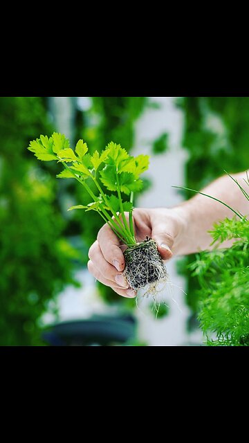 How to Transplant Celery