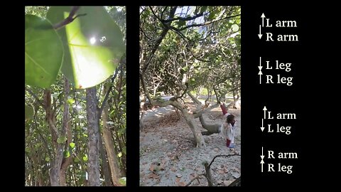 Welcome to GOWM, Space Cadet; Arboreal Life is Divine G-Force