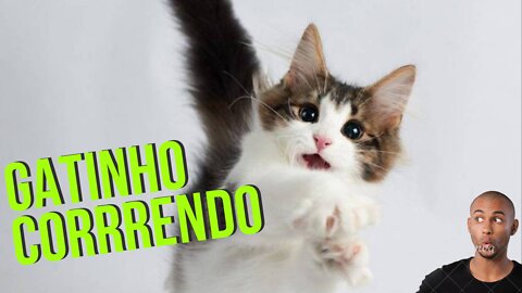 🐱💥[GATINHO CORRENDO] - PETCUTSS