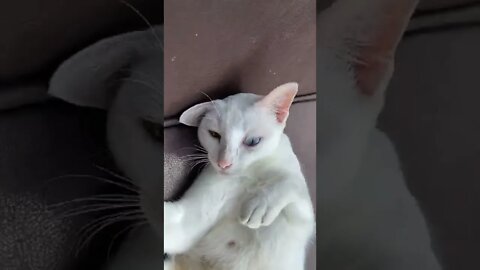 KUCING LUCU #PART 49