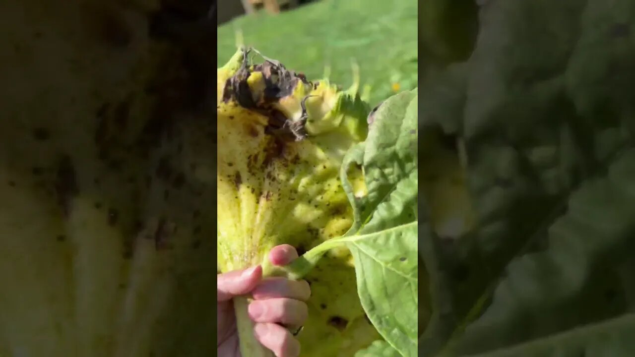 How do you know if your sunflower is ready to pick#hedgehogshomestead