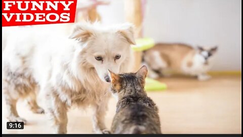 Best Funny Animal Videos of the year (2021), funniest animals ever. relax with cute animals.AWW anim
