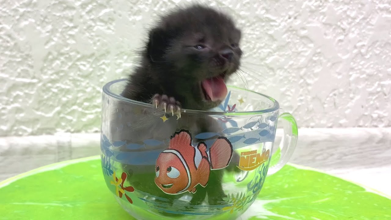 The smallest kitten in the world is trying to fall asleep in Dad's cup