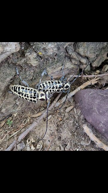 Bug Sex. Cotoon Wood Beetles - Mvskoke Nation Okmulgee Lake 2023 🇺🇸🇺🇸