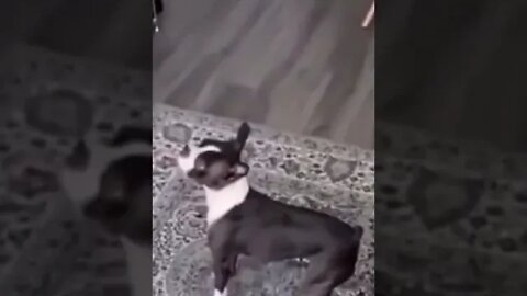 Funny Animal Videos 2022 😂 #shorts