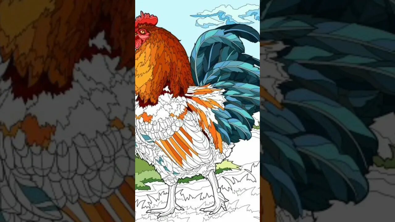 Here is a rooster