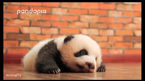 Cute Baby Pandas /TRY NOT TO LAUGH!