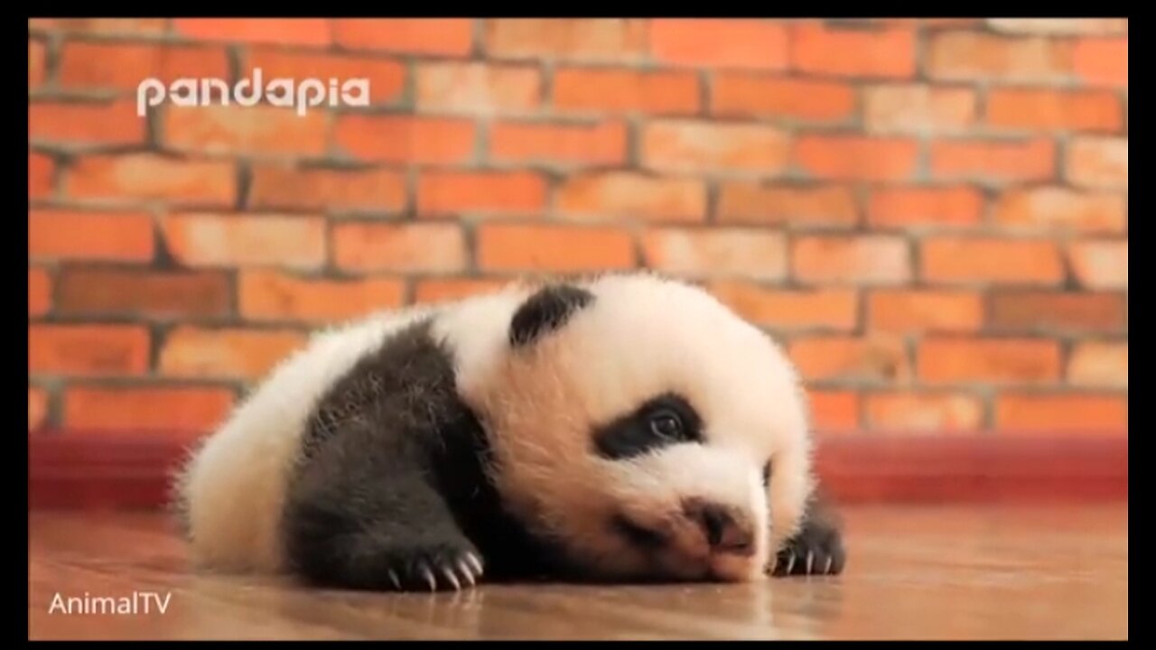 Cute Baby Pandas /TRY NOT TO LAUGH!