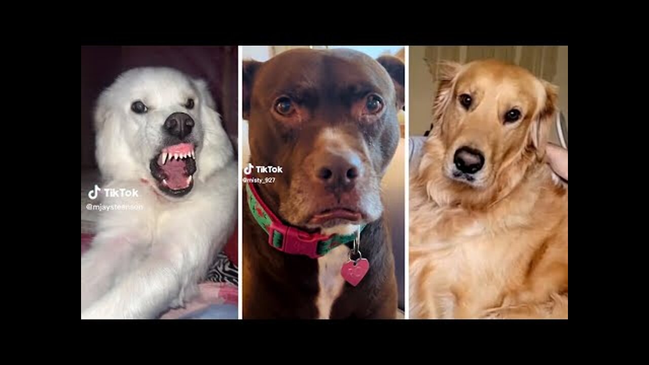 world's_Funniest_ Animals_2023_π_Funniest_Cats_and_Dogs_Videos_πΊπΆ
