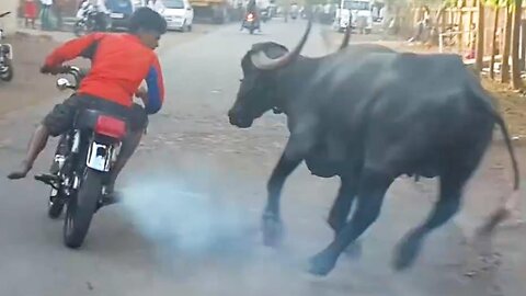Try Not To Laugh Funny Videos - Funny Moments Of The Year Compilation