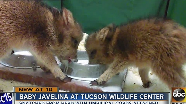 Baby javelinas snatched up by someone who thought they were helping