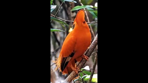 Beautiful Birds
