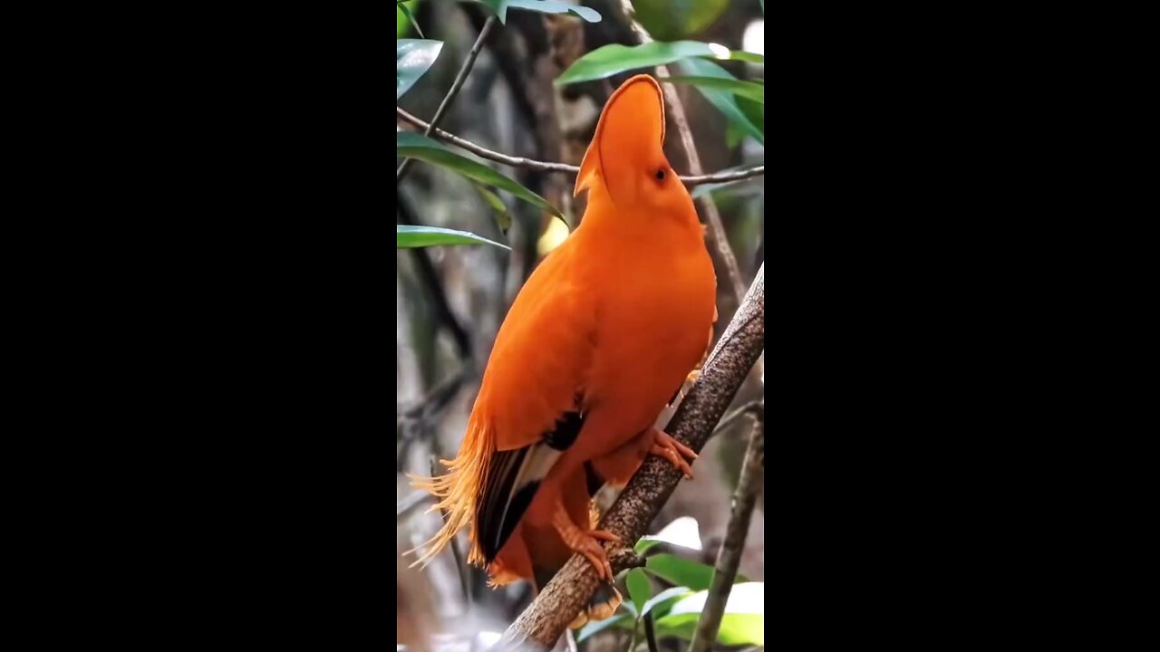 Beautiful Birds