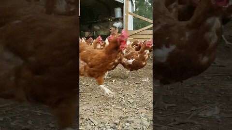 #shorts #chickens