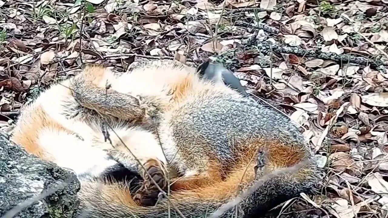 Black-crested titmouse is plucking hairs from a snoozing Fox