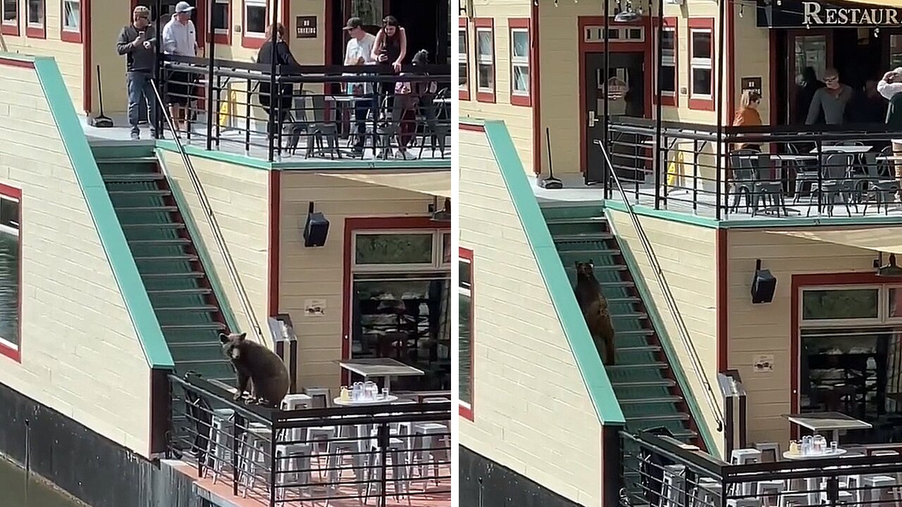 Wild bear runs through crowded restaurant