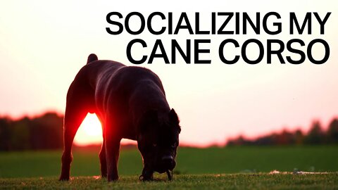 Bringing My Dog To The Gym! Cane Corso Training At Gym 🏋️