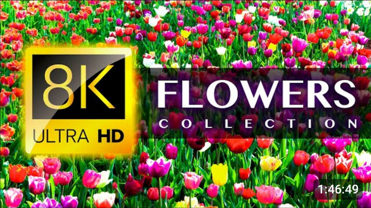 World's Most Beautiful Flowers 8K Video Ultra HD