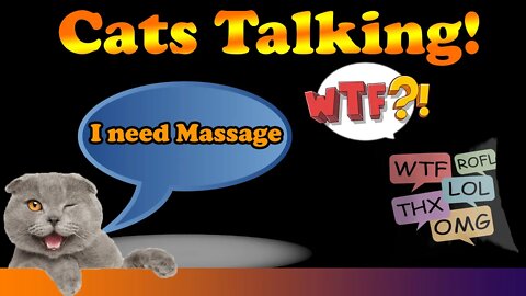 Talking Cats #funny