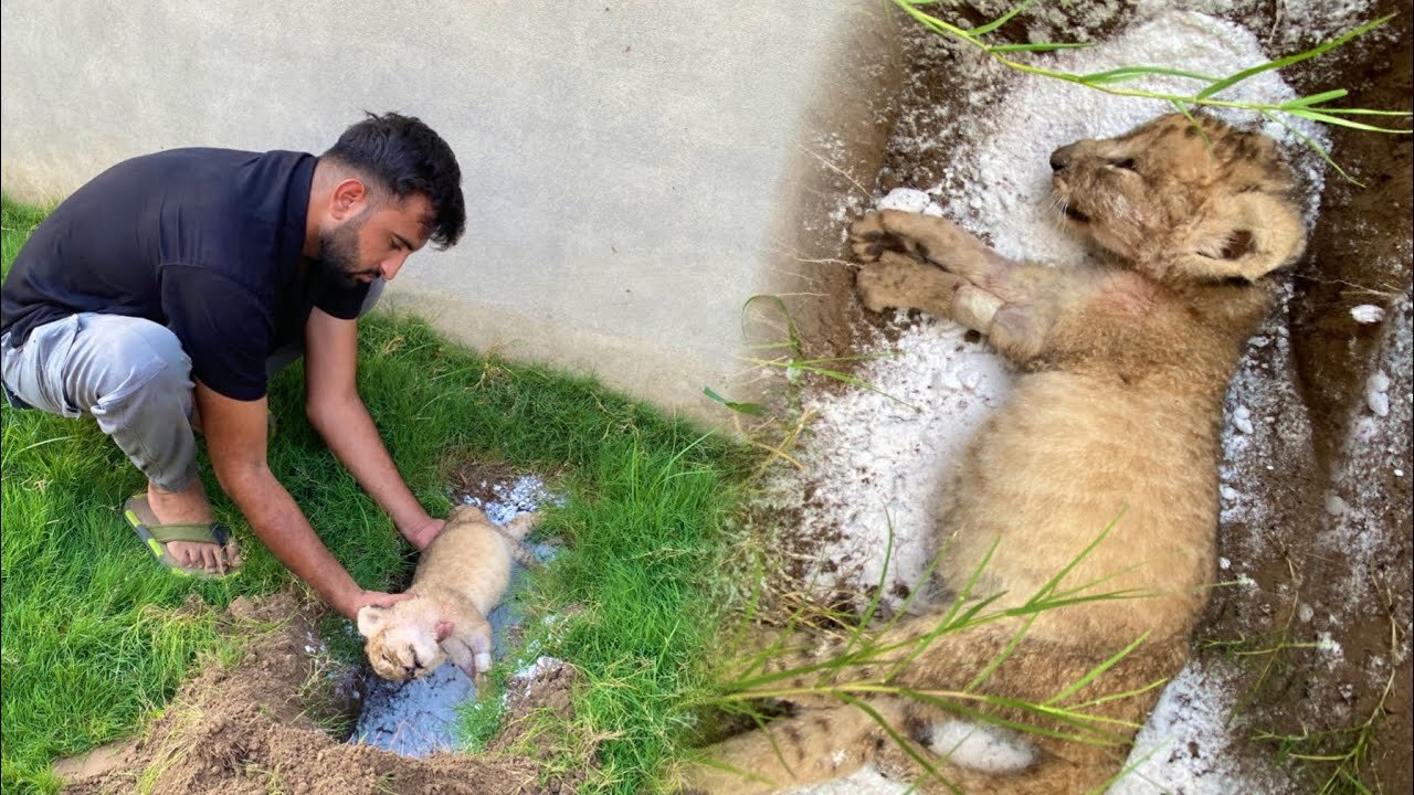 our mufasa is no more
