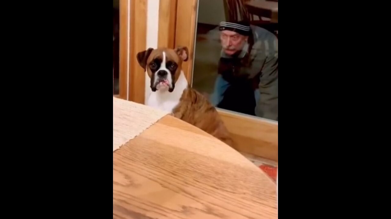 Laugh Out Loud: The Funniest Cat and Dog Moments Ever!