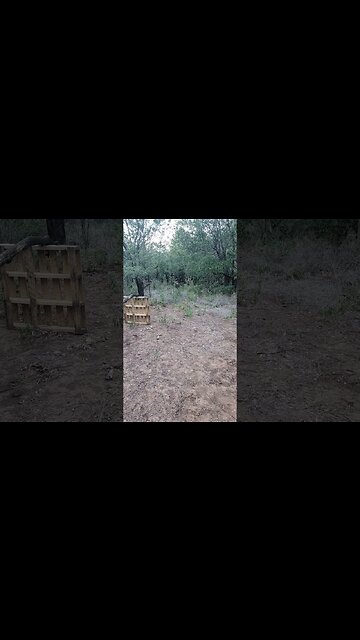 wild deer at my rifle practice spot!! #hunting #wildlife #spikebuck