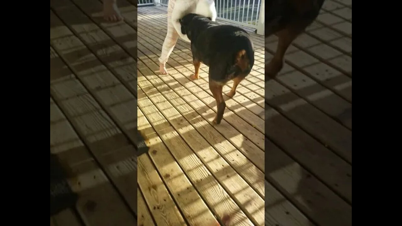 Rottweiler Attacking Panda#Shorts #rottweiler๐๐๐๐