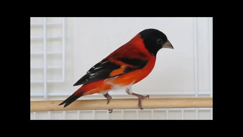 Melhor Canto de Tarim, (Pintassilgo Venezuelano) para Esquentar ou Treinar seu Pássaro