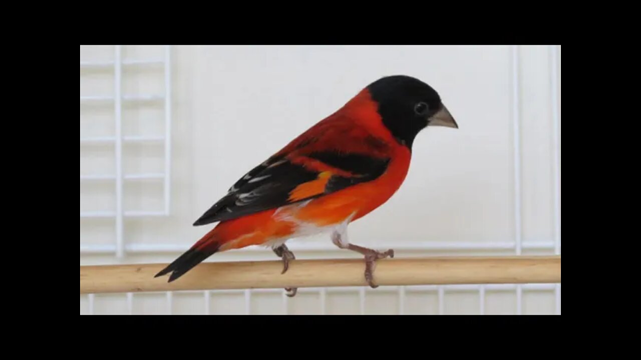 Melhor Canto de Tarim, (Pintassilgo Venezuelano) para Esquentar ou Treinar seu Pássaro