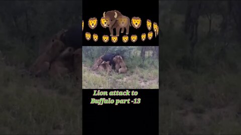 Lion attack to buffalo 2022 | Part no-13 #shorts #youtubeshorts #shortvideo