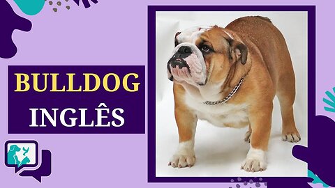 BULLDOG INGLÊS: TUDO SOBRE A RAÇA