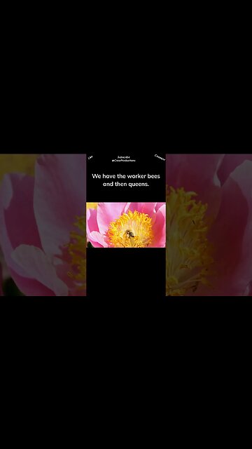 Honey bees have a caste society #bee #shorts