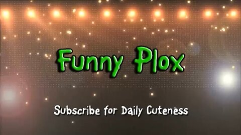 $$catsfunnyvideo