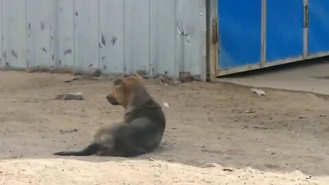 troll prank dog funny 😂 funny animals