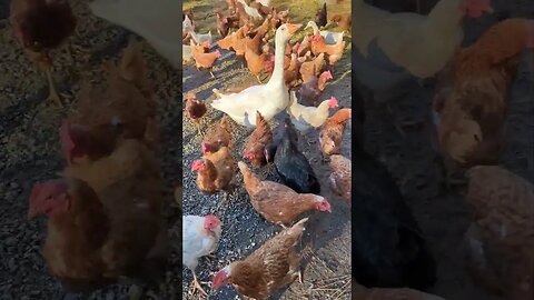 #homesteadlife #homestead #chickens #simplelife #smallfarm
