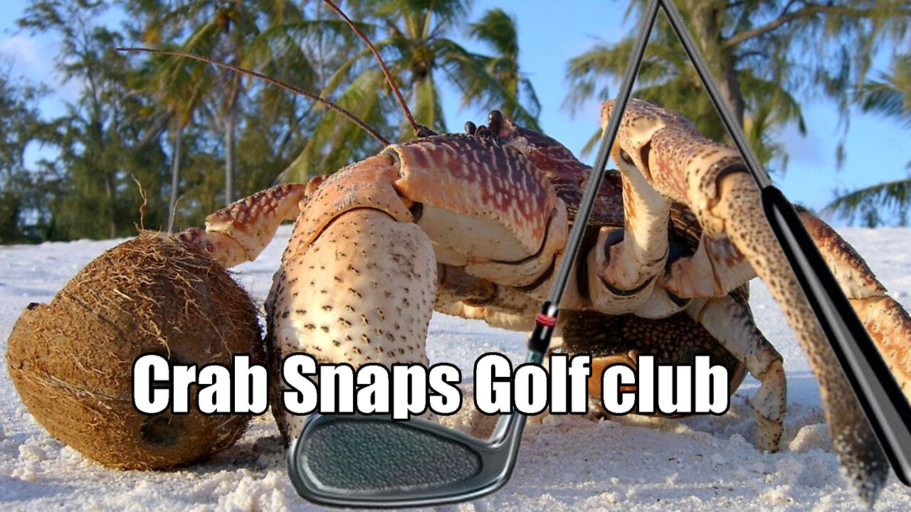 Australian Coconut Crab🦀 Wrecks Golf⛳ game By Breaking Golf Club