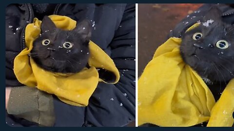 Cat has priceless expression to first snow experience