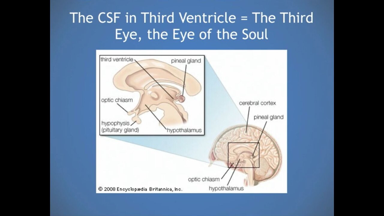 Cerebrospinal Fluid: The seed is the word of God (Luke 8:11)