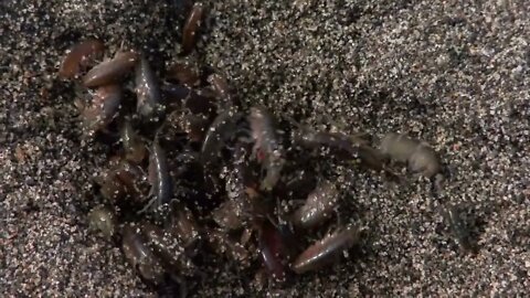 Bunches of Sand Fleas Crawling on Sand