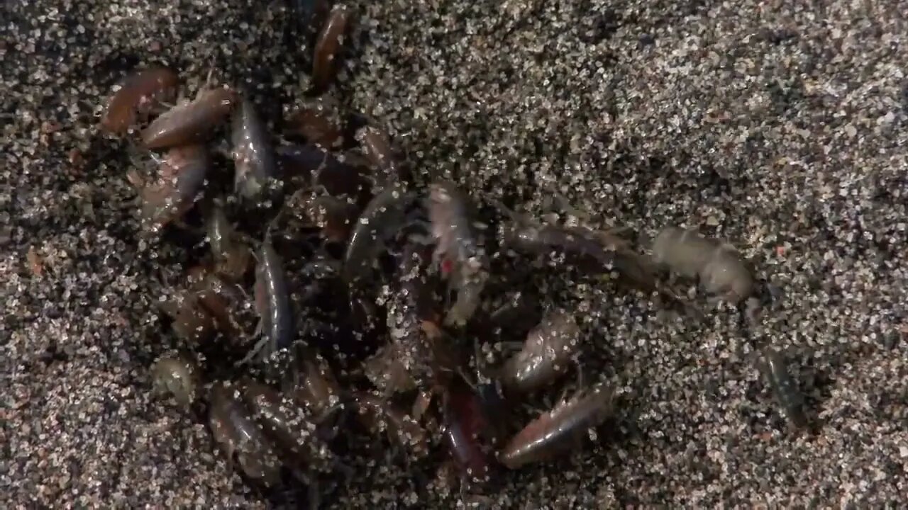 Bunches of Sand Fleas Crawling on Sand