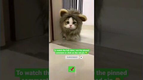 cute cat videos 😹funny videos 😂1426😻#shorts #catvideos #funnycatsvideos #cat #funny_cat #cutecats