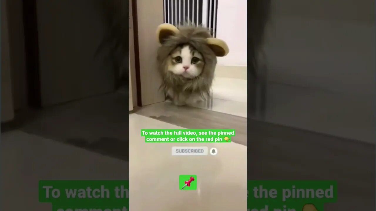 cute cat videos 😹funny videos 😂1426😻#shorts #catvideos #funnycatsvideos #cat #funny_cat #cutecats