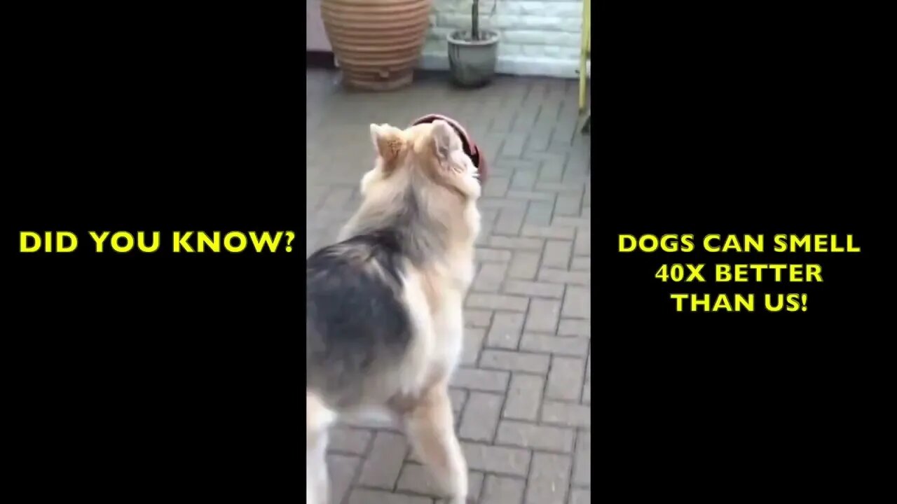 Did you know this fact about dogs?