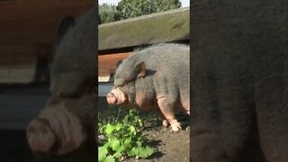 Pig Sounds #Shorts 🎶