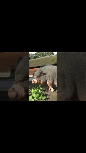 Pig Sounds #Shorts 🎶