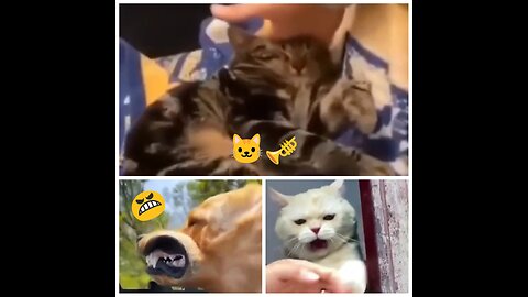 OMG😍 this cat so cute 🥰🥰