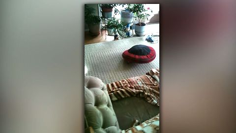 Pug Takes His Bed For A Sping